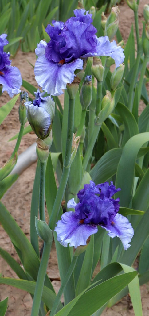 Variation On A Theme Mid America Garden